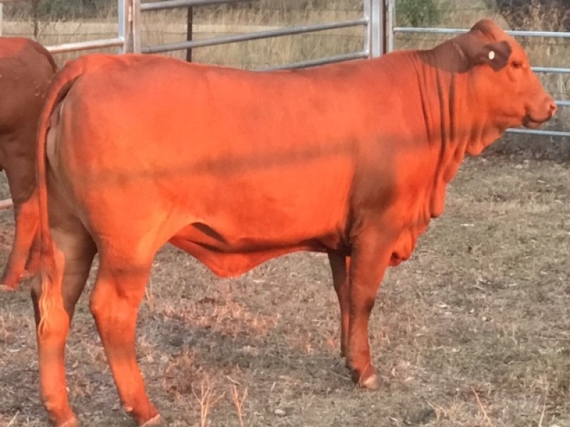National Female Droughtmaster Sale 2023 Heitiki Droughtmaster